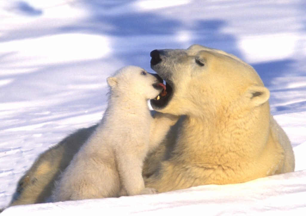 Polar Bear female and baby