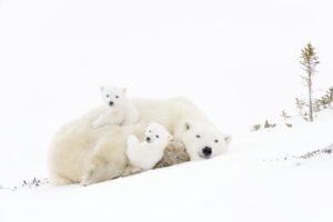 北極熊親子攝影