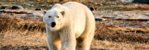 Svalbard -- Encounters polar bears in Arctic Summer