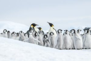鳥瞰南極洲，威德爾海尋找帝企鵝
