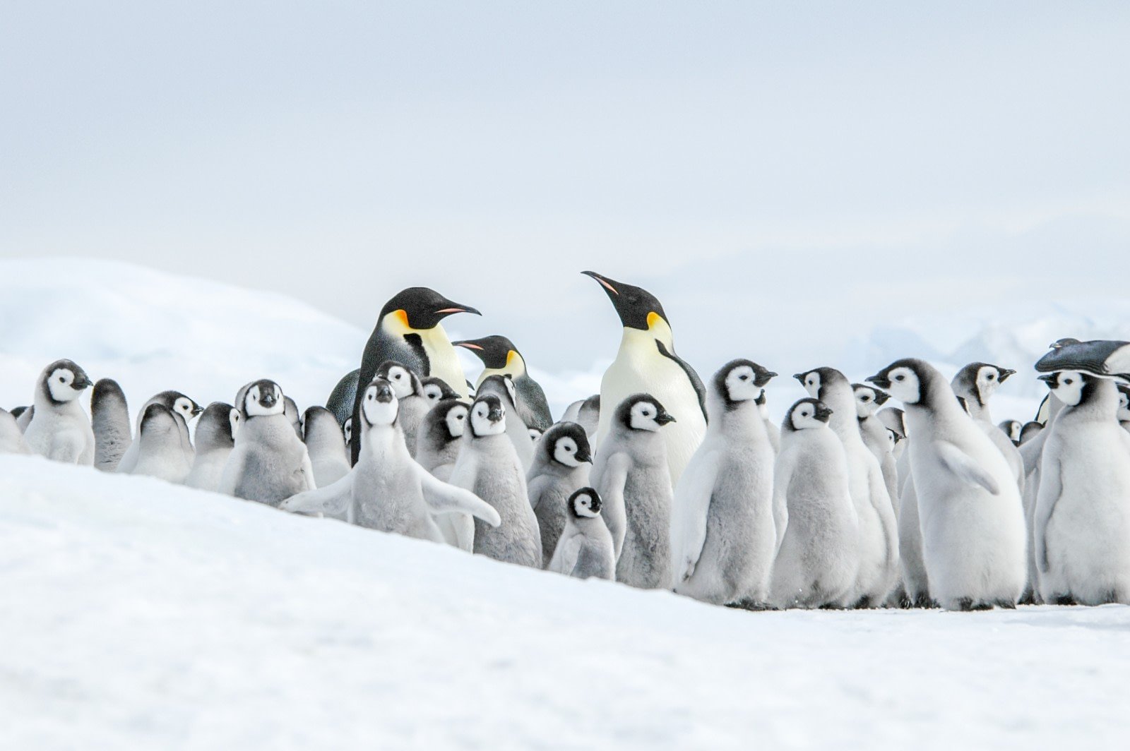 weddlesea_Emperor Penguins