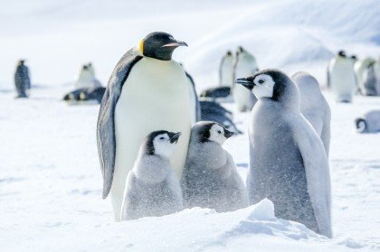 Emperor Penguins baby