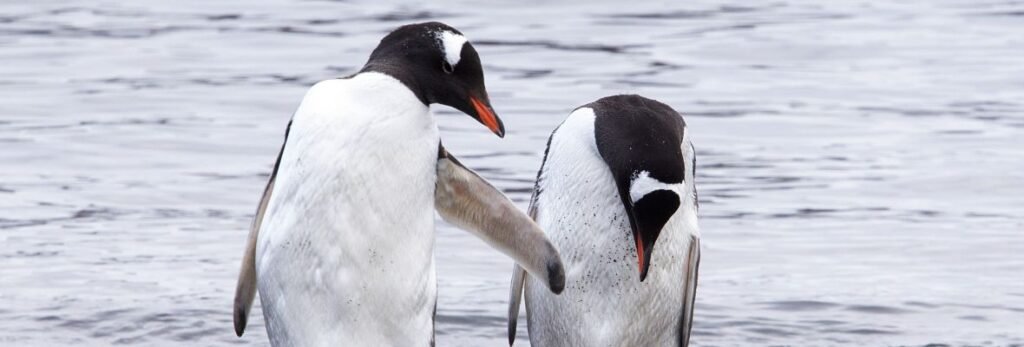 Gentoo Penguins couple
